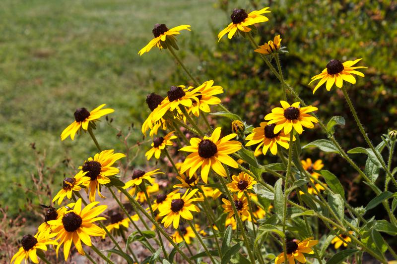 Black Eyed Susans